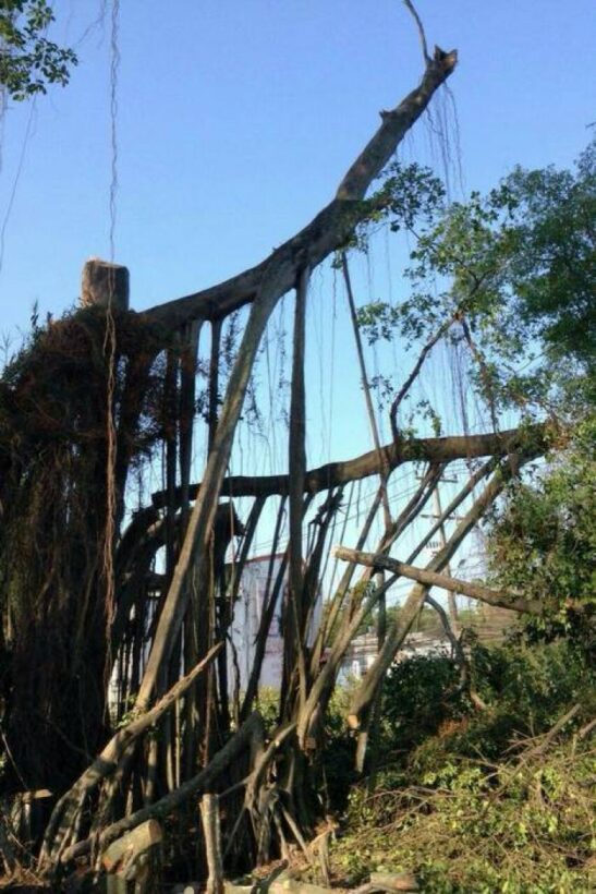 Felling of century-old banyan tree outrages local conservation group