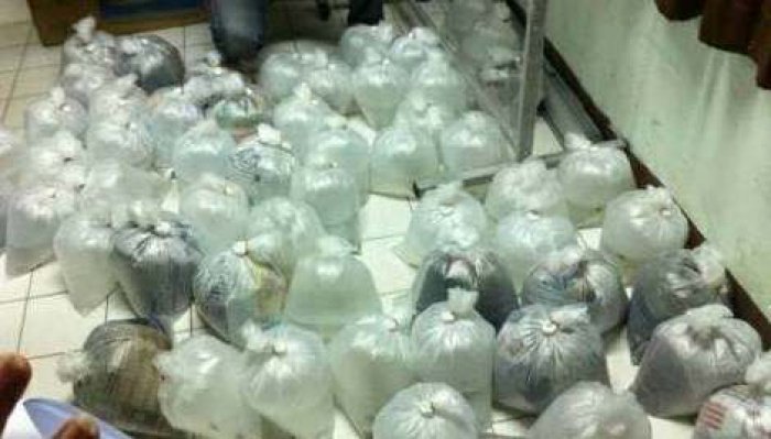 Man arrested for smuggling more than 300 species of rare fish