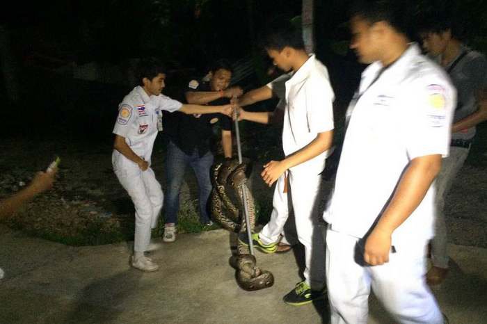 Massive python found near Phuket Town school