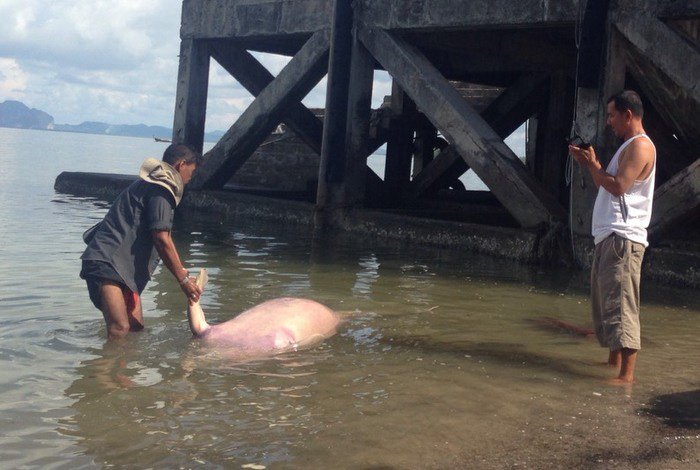 Fishing net catches blame for Krabi manatee death