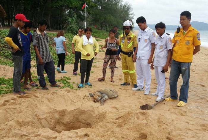 Headless turtle found on Mai Khao Beach