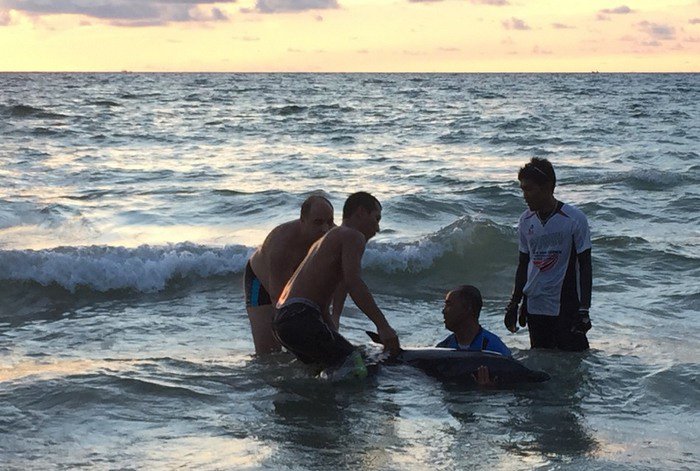 Rescue efforts fail to save striped dolphin in Phuket