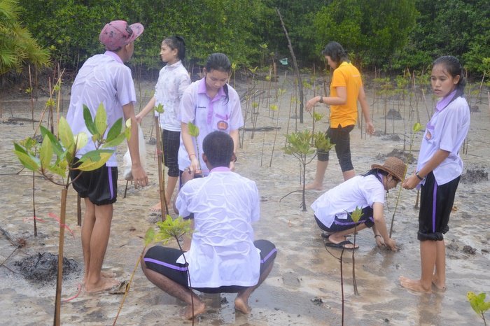 Thousands of mangroves planted for Queen Sirikit