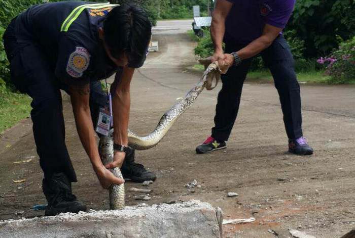 Snake head stuck in Phuket hole