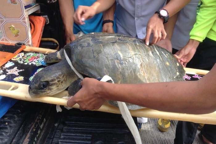 Injured turtle found tangled in fishing net at Phuket beach