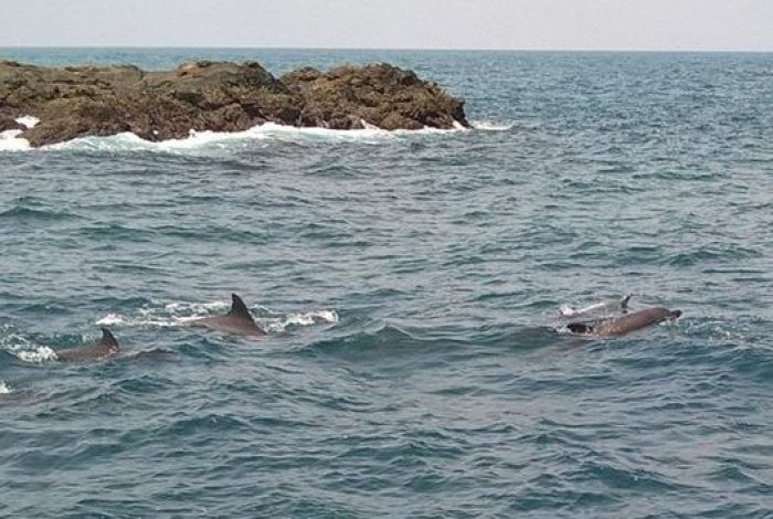 Phuket dolphinarium grinds forward [video] | Thaiger