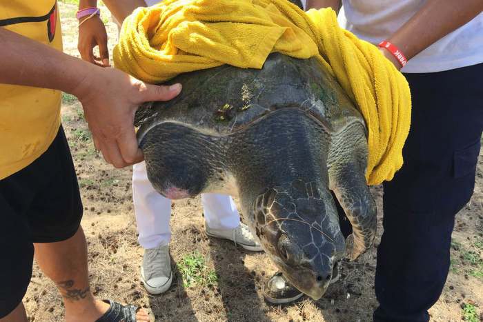 Maimed sea turtle rescued in Phuket