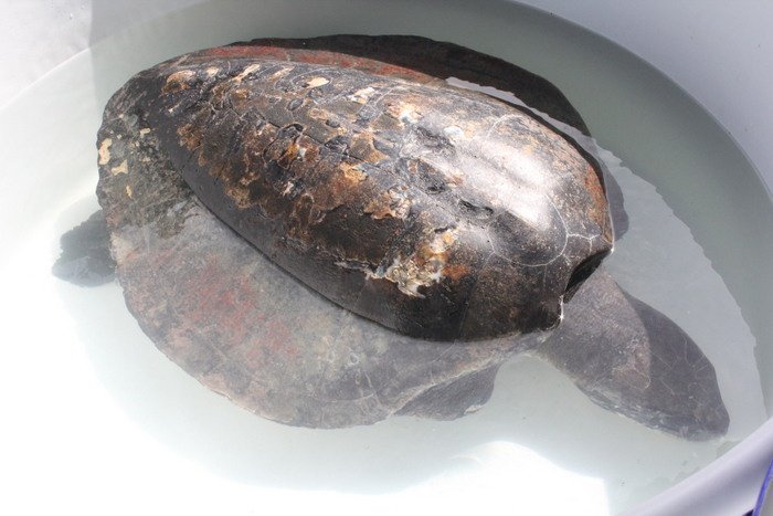 Maimed sea turtle treated in Phuket