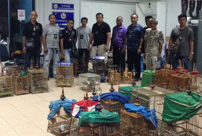 Illegal wild drugs lead to wild birds in Phuket