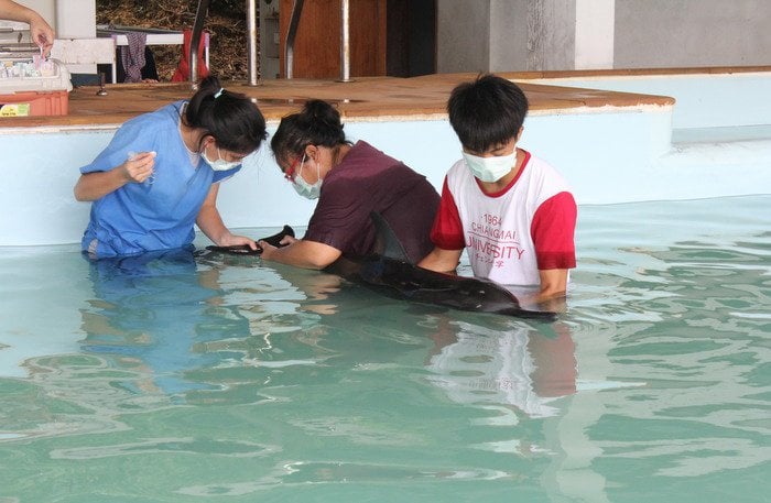 Dolphin washes ashore in Phang Nga