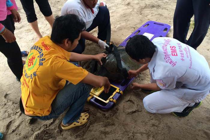 Turtle found on Mai Khao Beach with severed flipper