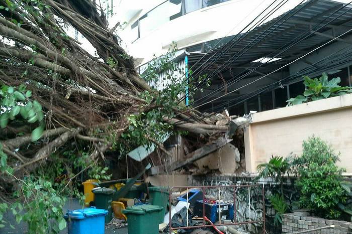 Uprooted banyan tree damages school