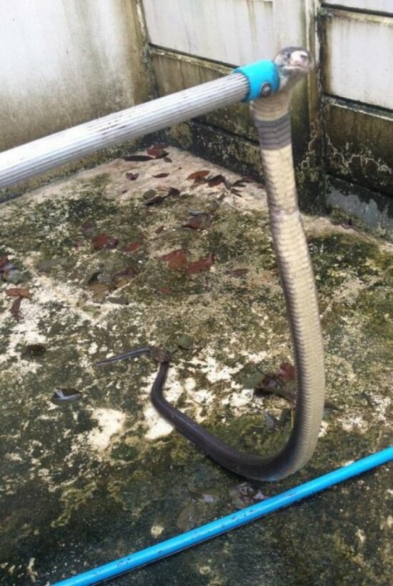 Man-sized cobra rises to washing occasion