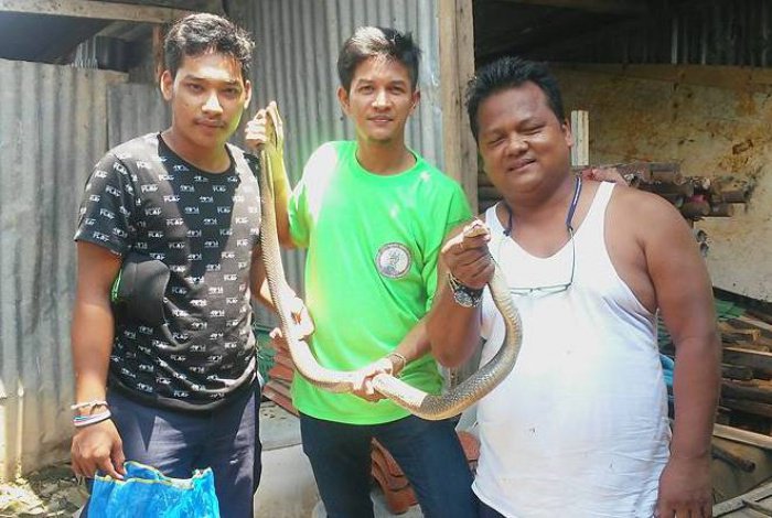 Men rescue cobra from fishing net