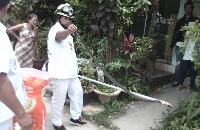 Cobra slithers into Phuket kitchen