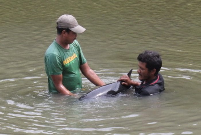 Locals discover dolphin stranded in mangroves