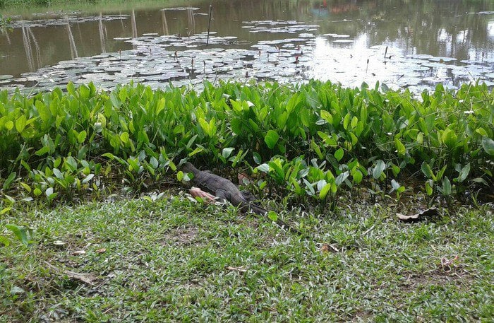 Monster monitor lizard sneaks into Phuket home [video] | Thaiger