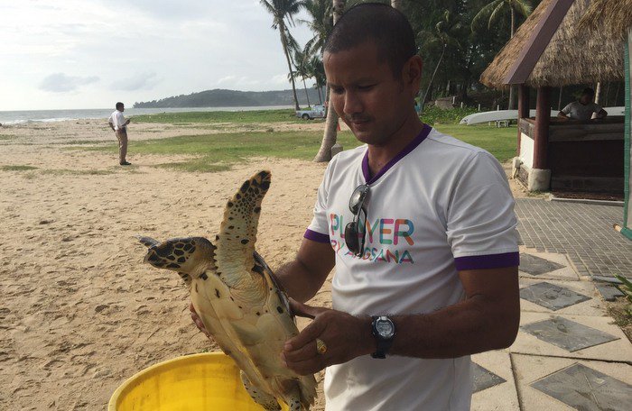 Phuket tourist saves turtle from fishing net