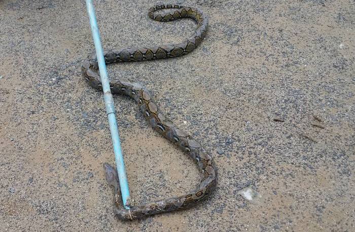 Python caught prowling at sacred Phuket shrine