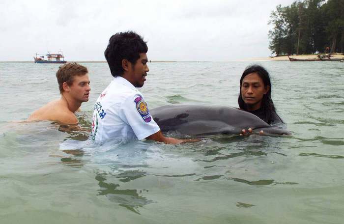 Plastic bag possibly killed dolphin, says Phuket expert