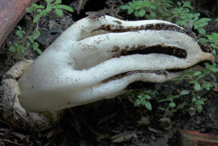 “Stinky Squid’ shroom to bring good luck, says local