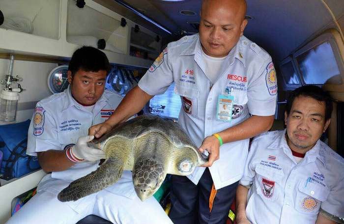 Turtle saved after somtam shop owner buys from customer