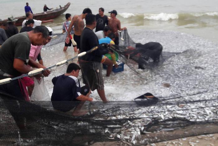 Crowds gather to witness enormous hauls of fish