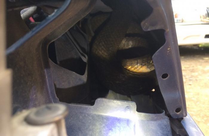 Driver finds 3-meter-long king cobra in car