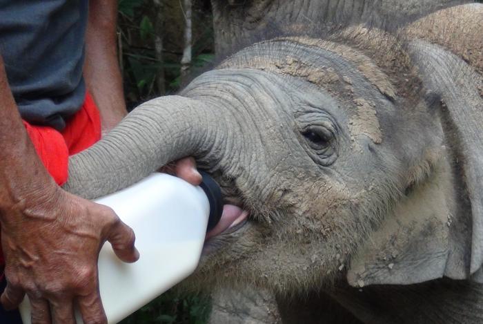 Krabi vet asks for donations to feed baby elephant