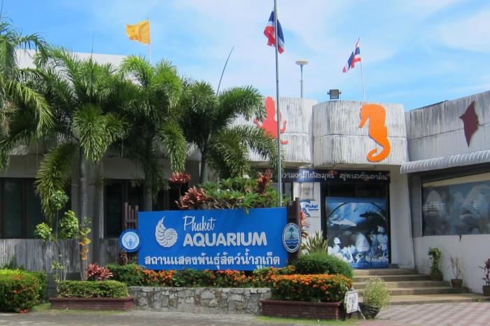 Divers sought for Phuket seahorse release