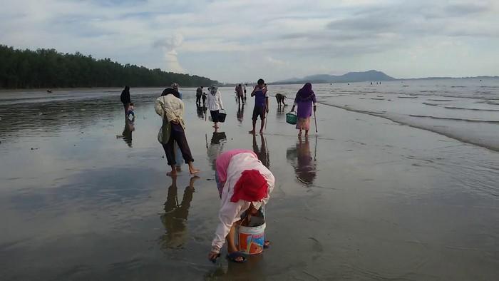 Koh Lanta villagers cash in on seasonal shellfish