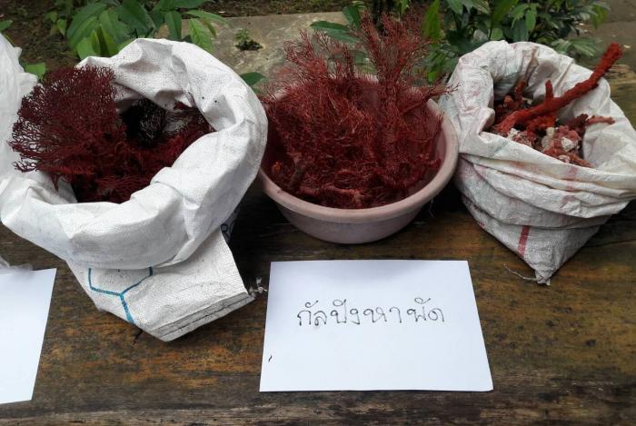 Facebook coral dealers arrested in Krabi