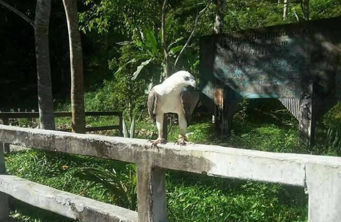 Phuket officials warn locals against eagle attacks