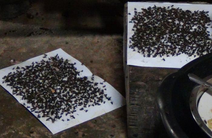 Krabi village inundated with fly swarms