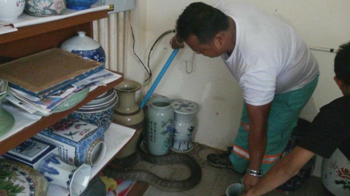 Cobra captured in Chalong home