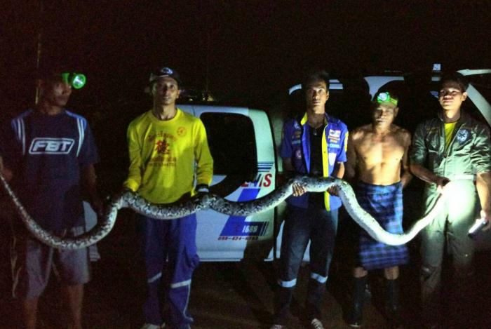 Poultry pilferer turns out to be six-meter python