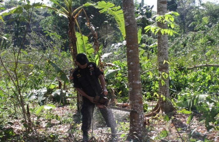 Phuket officials demolish illegal man-made plantations