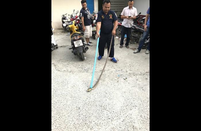 More snakes at Patong Police Station