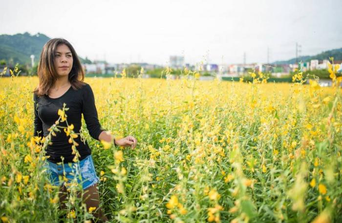 Samkong ‘fields of gold’ attract locals, tourists