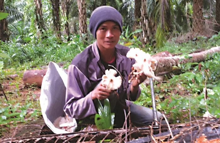 Seasonal mushroom picking turns profits