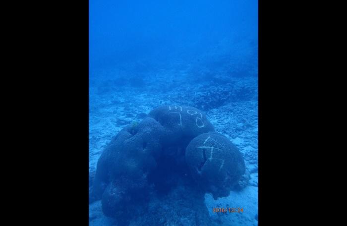 Similan coral defaced with Korean name