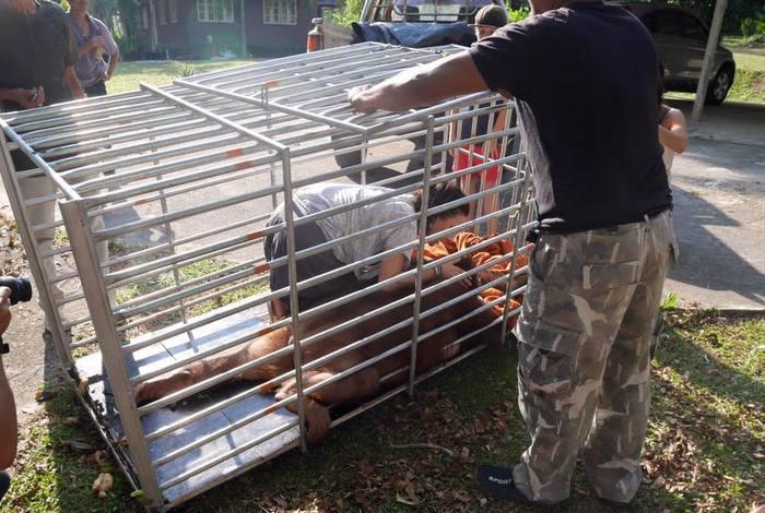 Phuket orangutan discovered caged in jungle