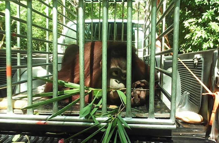 Calls for closure of Phuket Zoo