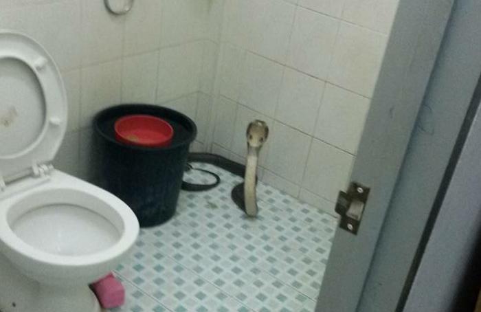 Cobra takes stand in Phuket bathroom