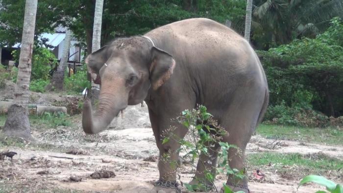 Enraged elephant kills mahout at trekking camp