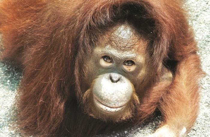 Video Report: Orangutan saved, new laws needed