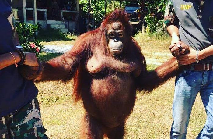 Phuket Zoo stonewalls orangutan investigators