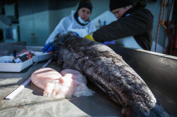 Escaped toothfish-poaching vessel netted in Senegal