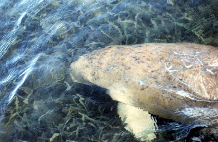 Trang fishermen asked to help slow-moving male dugong