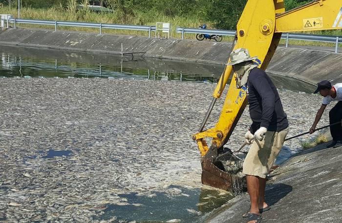 Krabi City officials drowning in dead fish